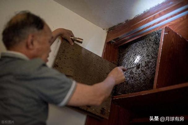买到白蚁房全屋蛀空买到白蚁房全屋蛀空了怎么办