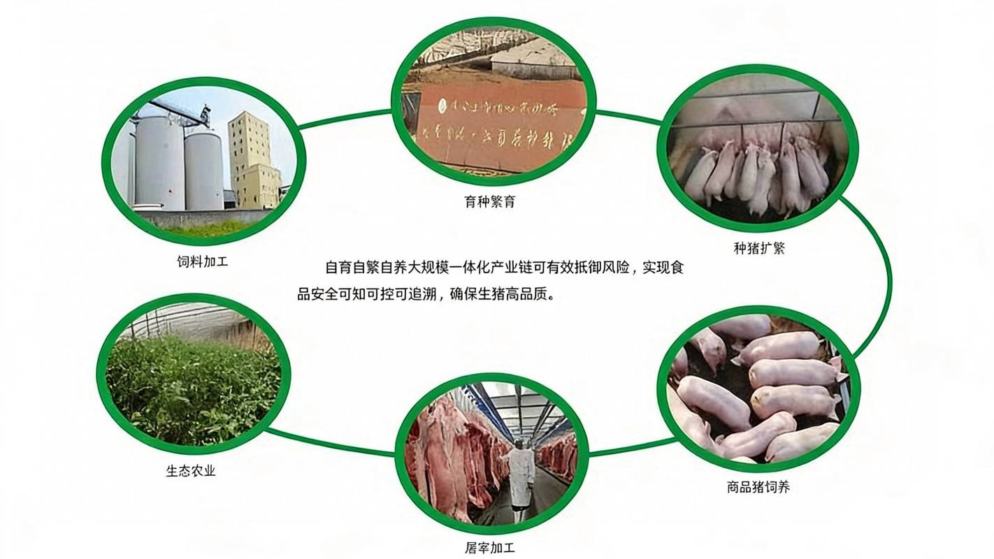 给大家普及下生猪养殖技术培训学习教程免费下载生猪养殖技术培训视频