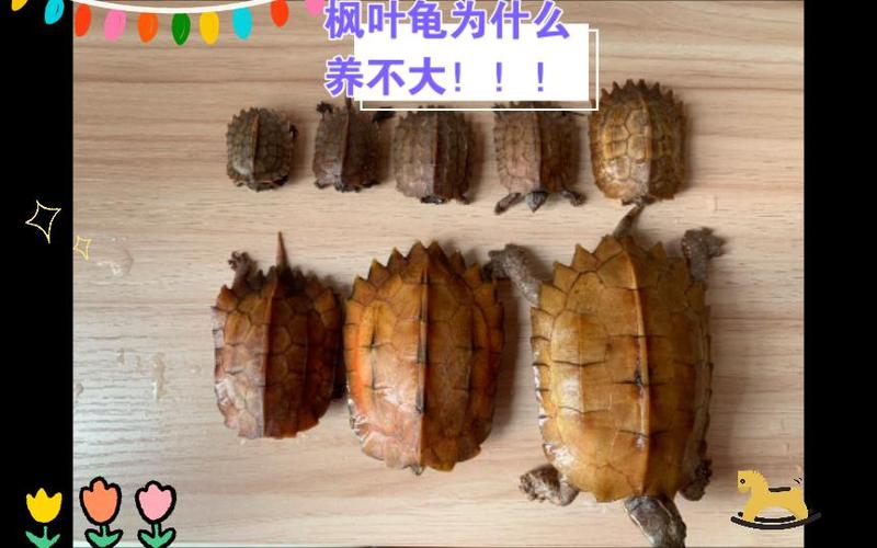 给大家普及下枫叶龟论坛学习教程免费下载枫叶龟视频