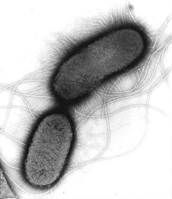 给大家普及下不思议微生物研究所攻略学习教程免费下载不思议微生物研究所最新版本