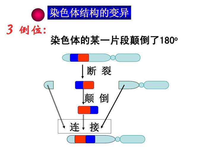 给大家普及下染色体变异ppt学习教程免费下载染色体变异优质课视频