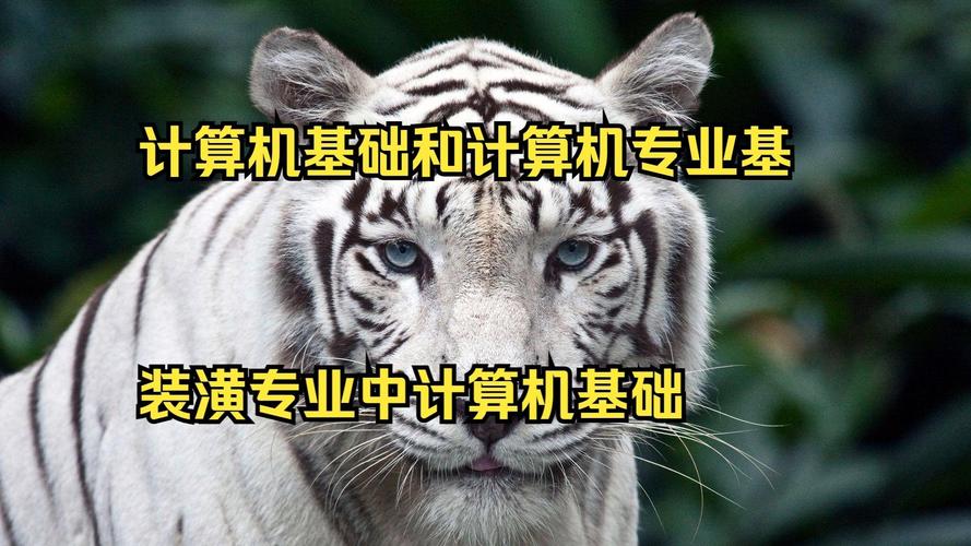 给大家普及下计算机应用基础课件学习教程免费下载计算机应用基础教学视频