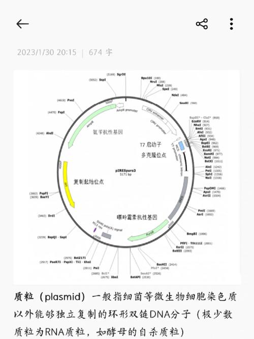 给大家普及下质粒dna学习教程免费下载质粒DNA