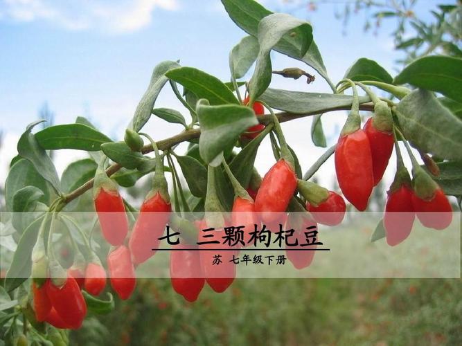 给大家普及下三颗枸杞豆学习教程免费下载以三颗枸杞豆为题有什么好处