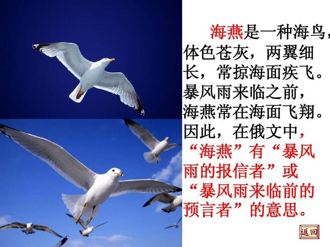 给大家普及下高尔基海燕阅读答案学习教程免费下载高尔基海燕完整版在线阅读