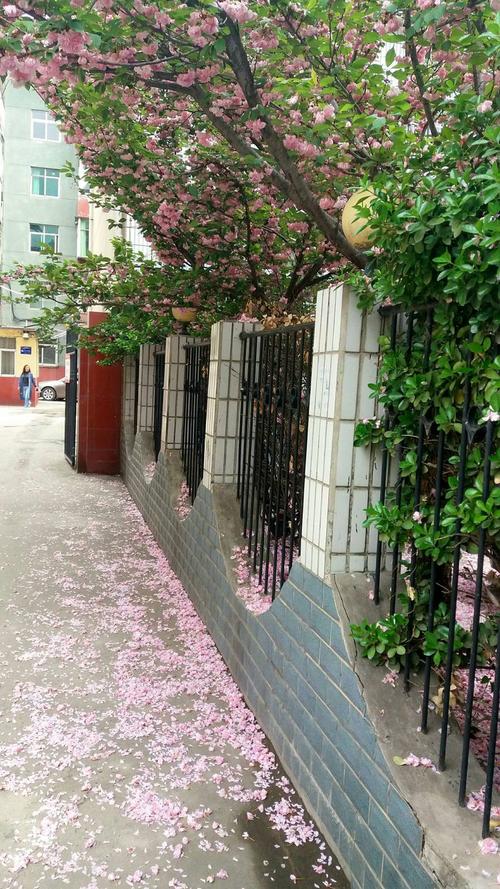 给大家普及下花落知多少的成语学习教程免费下载花落知多少的成语是什么