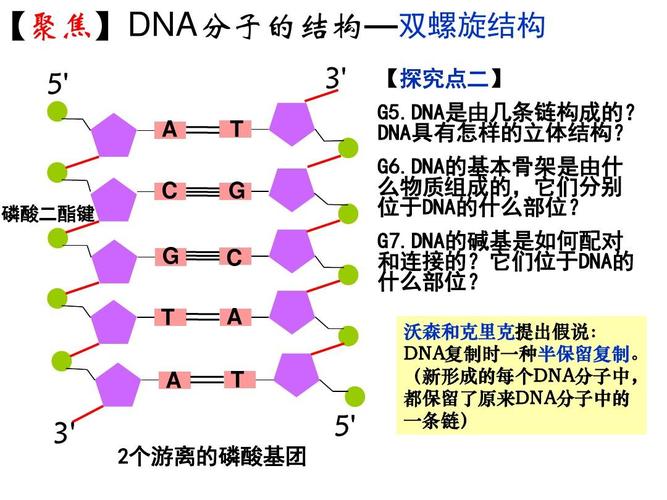 给大家普及下dna的复制ppt学习教程免费下载dna的复制课程视频