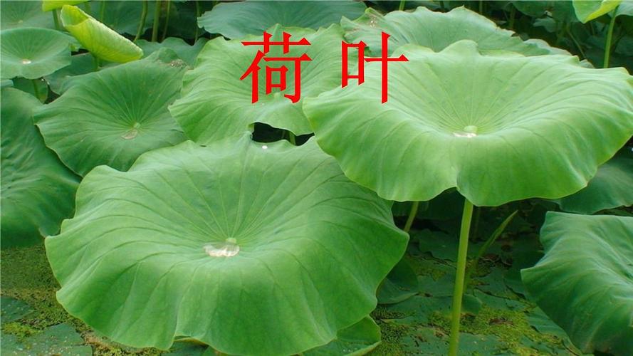 给大家普及下荷叶圆圆PPT学习教程免费下载荷叶圆圆课件ppt免费