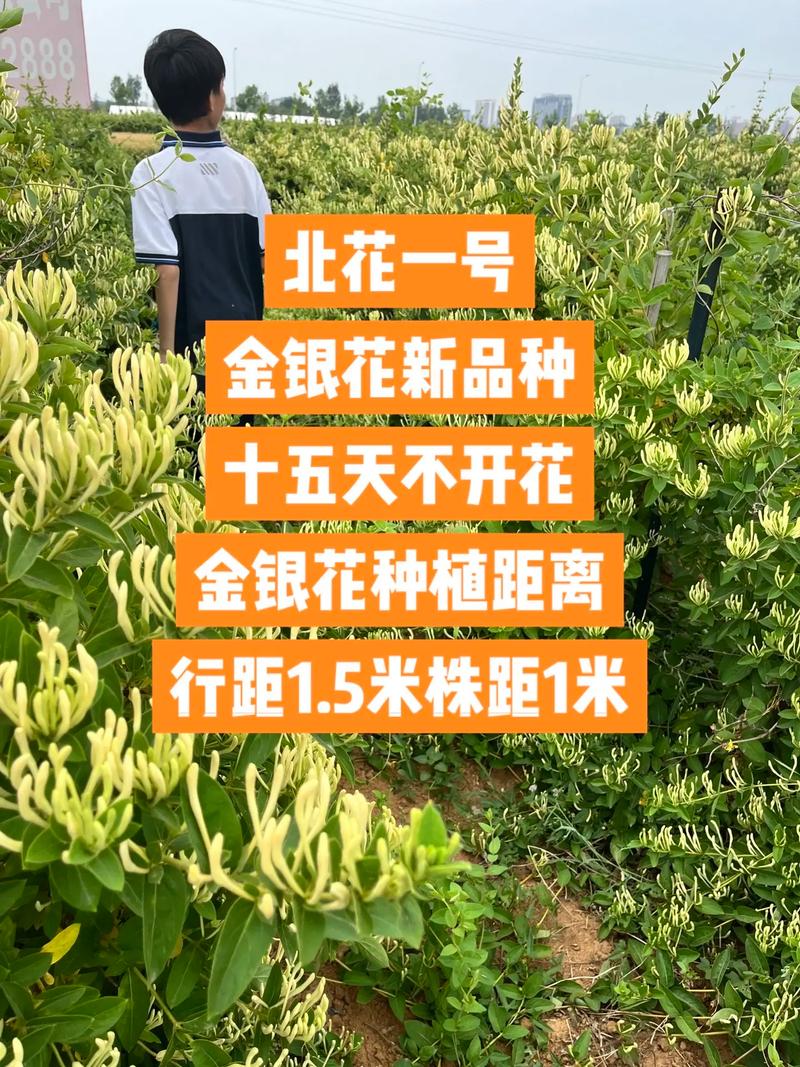 给大家普及下树形金银花种植技术学习教程免费下载树型金银花可选哪些品种呢