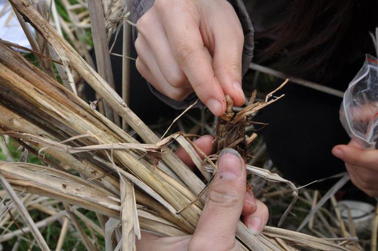 给大家普及下植物保护论文学习教程免费下载植物保护论文3000字