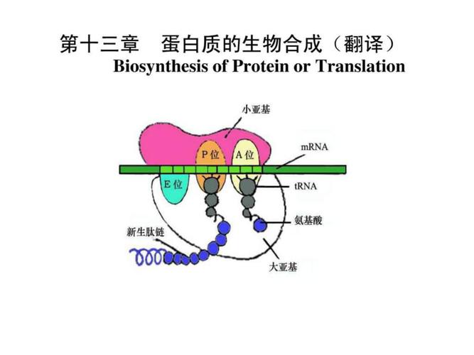 给大家普及下生物化学课件学习教程免费下载生物化学课程视频