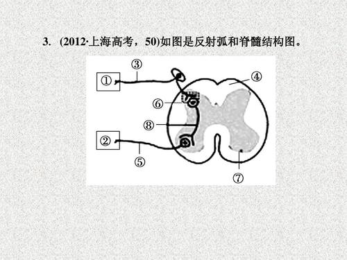给大家普及下反射弧的结构模式图学习教程免费下载反射弧结构模型展示