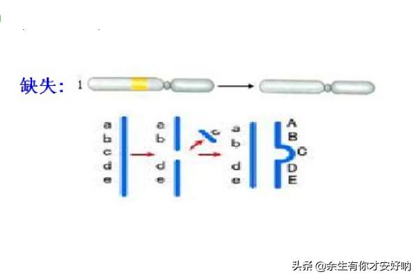 给大家普及下染色体变异ppt学习教程免费下载染色体变异优质课 给大家普及下染色体变异ppt学习教程免费下载染色体变异优质课