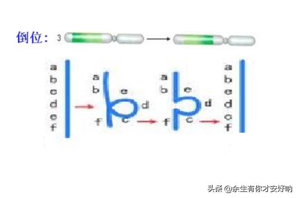 给大家普及下染色体变异ppt学习教程免费下载染色体变异优质课 给大家普及下染色体变异ppt学习教程免费下载染色体变异优质课